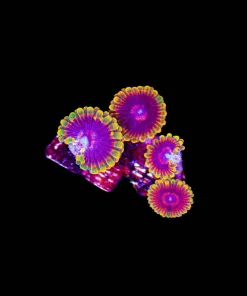 3-4 Jedi Mind Trick Zoa Frag (Row #16)