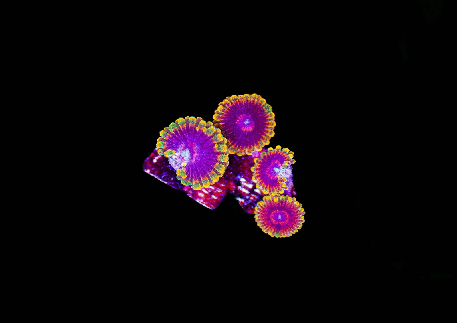 3-4 Jedi Mind Trick Zoa Frag (Row #16)