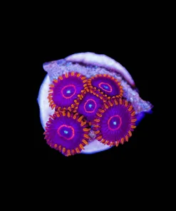 Red Hornet zoa Frag (Row #17:B)