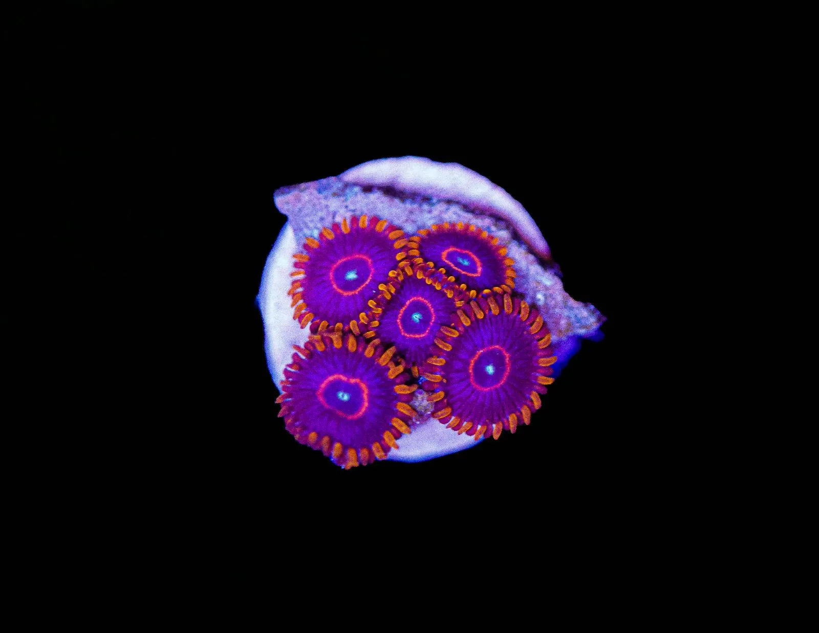 Red Hornet zoa Frag (Row #17:B)