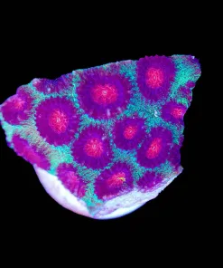 B Grade Christmas Favia Frag (Row #19)