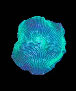 Green Serpent Mushroom Frag (Row #20)