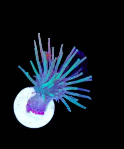 Long Tentacle Toadstool Leather Coral Frag (Row #26:B)