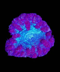 Blue Blastomussa Frag (Row #2:B)