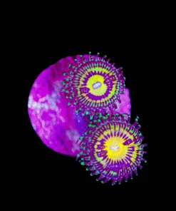JF Butt Muncher Zoanthid Frag (Row #3)