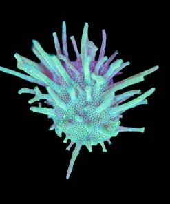 Toadstool Sarcophyton Leather Frag (Row #30)