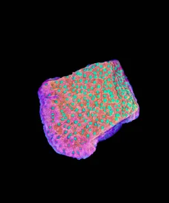 Tidal Gardens Supernova Monitpora Frag | Rare (Row #30:B)