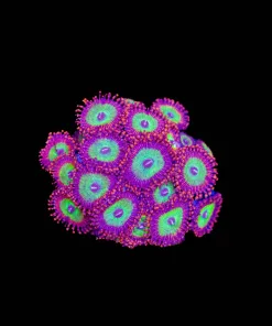 XLarge Candy Apple Frag (Row #32)