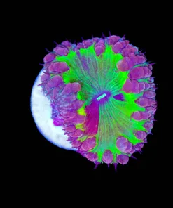 Blastomussa Frag (Row #42)