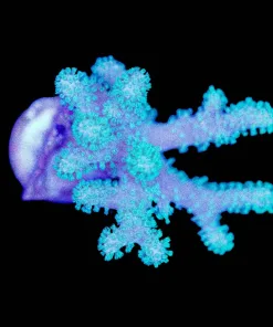 Fiji Fingering Leather Coral Frag (Row #45:B)