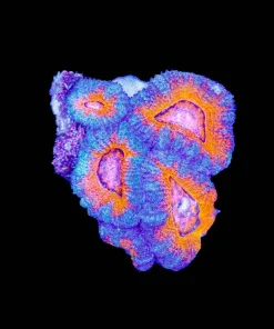 Small Orange Acan Frag (Row #48)