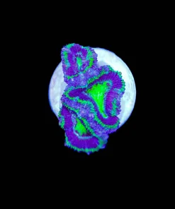 Small Green Joker Acan Frag (Row #49)
