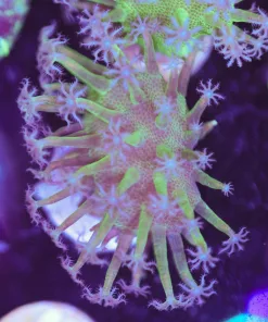 Unique Fiji Leather Coral Frag (Row #52:B)