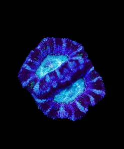 Blue Cetnered Purple Rain Acan Frag (Row #54)