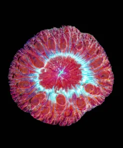 Ultra Blastomussa Frag (Row #63:B)