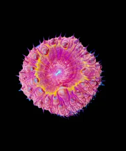 Flamethrower Blastomussa Frag (Row #64)