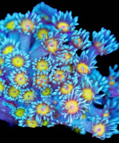 Blue Zeus FLowerpot Frag (Row #67)