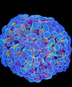 Unique Hammer Coral Frag (Row #81)