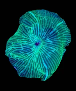 Green Disco Mushroom (Row #83:B)
