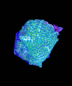 Snake Skin Mushroom Frag (Row #88:B)