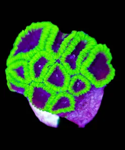 Favia COral Frag (Row #89:B)