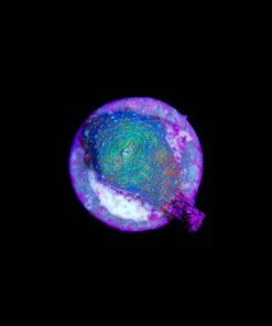 Blue Spot Discosoma Mushroom Frag (Row #92:B)