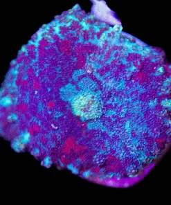 Rhodactis Mushroom (some many be pruple /g reen variety) (Row #93:B)