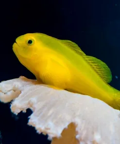Yellow Clown Goby (R2-B1)  Pick Up Only | We can not gaurantee fish stock | Come by store our call ahead to reserve