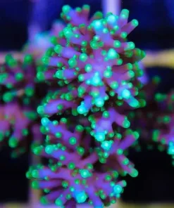 Large Purple Dragon Acropora Frag (A3)
