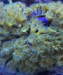 B Grade Parazoanthid Frag (T2) | Best Color Under White Lights