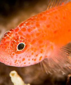 Nano Sized Red Goby (R2-B3) | Great For Smaller Tanks | Pick Up Only | We can not gaurantee fish stock | Come by store our call ahead to reserve