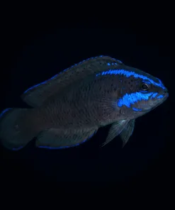 Black Dottyback Captive Bred (R2-B7) | Pick Up Only | We can not gaurantee fish stock | Come by store our call ahead to reserve